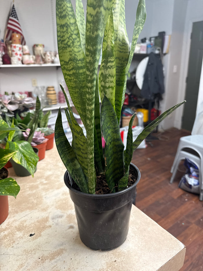6in Sansevieria Superba
