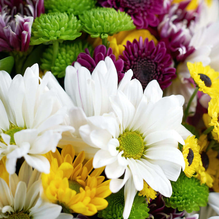 Be A Wildflower Daisy Bouquet. Mixed coloured selection of daisies in a floral wrap with a designer ribbon. Flower Gifts from Monthly Sommelier USA - Same Day USA Delivery.