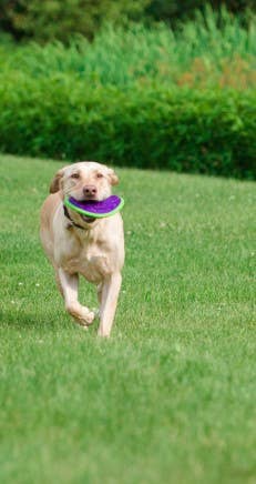 Caitec Inc - Outer Armor Large Boomerang Dog Toy – HERO
