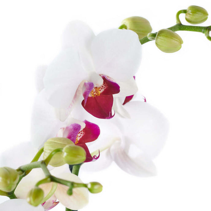 Lavish Exotic Orchid Plant. Two orchid plants in a standard planter. Orchid Gifts from Monthly Sommelier USA - Same Day USA Delivery.