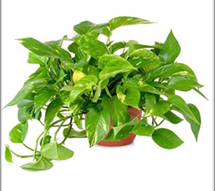 Pothos Plant