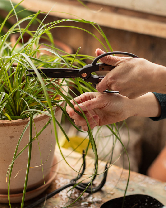 Walnut and Iron Utility Shears — trimming a plant with the shears; Farmhouse Pottery