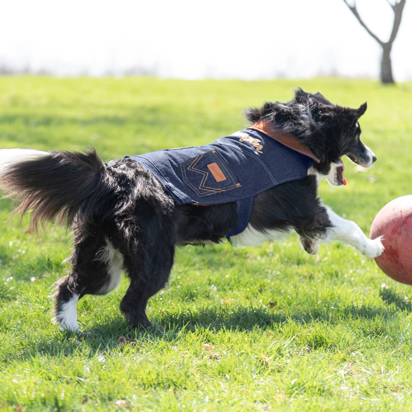 Lexington Pet & Wrangler Pet - Wrangler Dark Denim Jacket with Lining