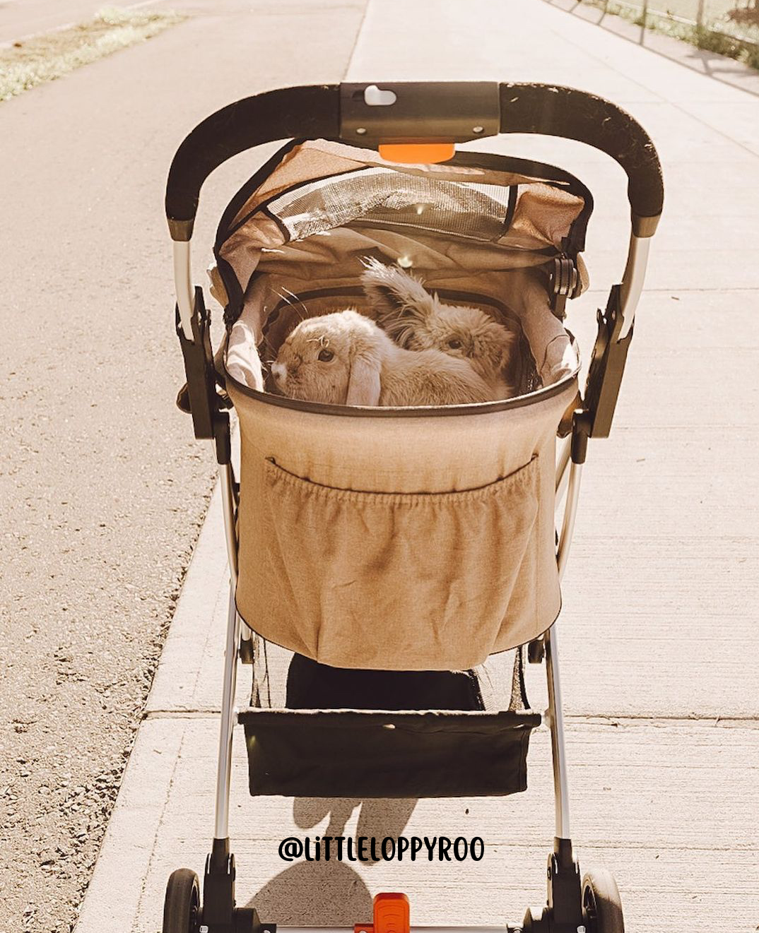 Petique, Inc - Newport Pet Stroller (3-in-1 Travel System)