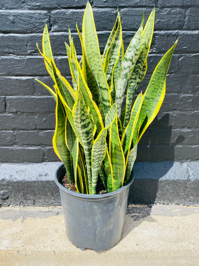10in Laurentii Sansevieria