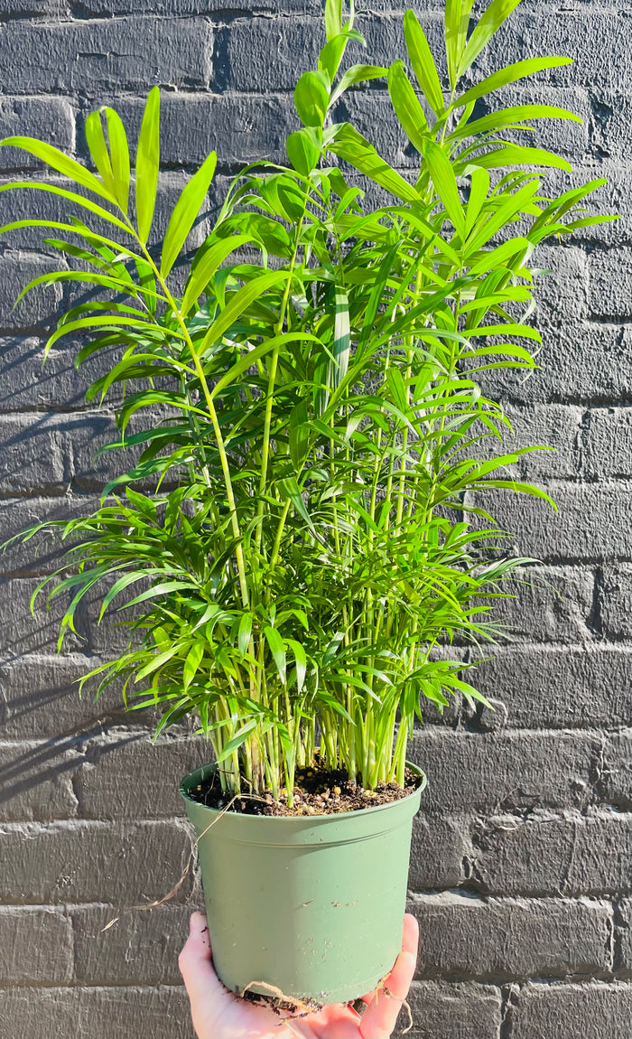 6in Parlor Palm