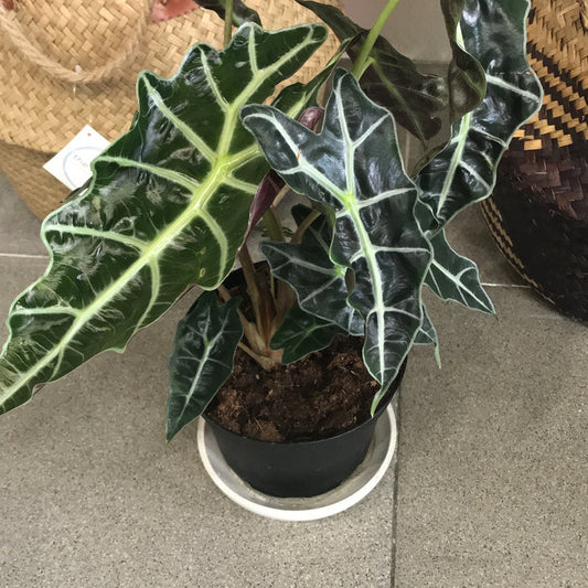 Alocasia "Poly" African Mask