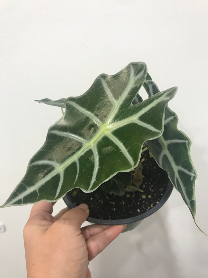 Alocasia "Poly" African Mask