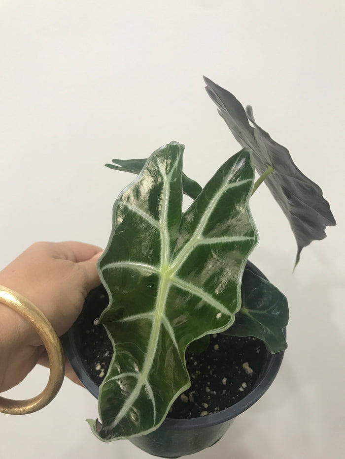 Alocasia "Poly" African Mask