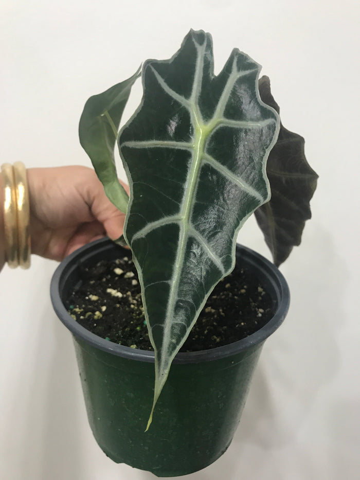 Alocasia "Poly" African Mask