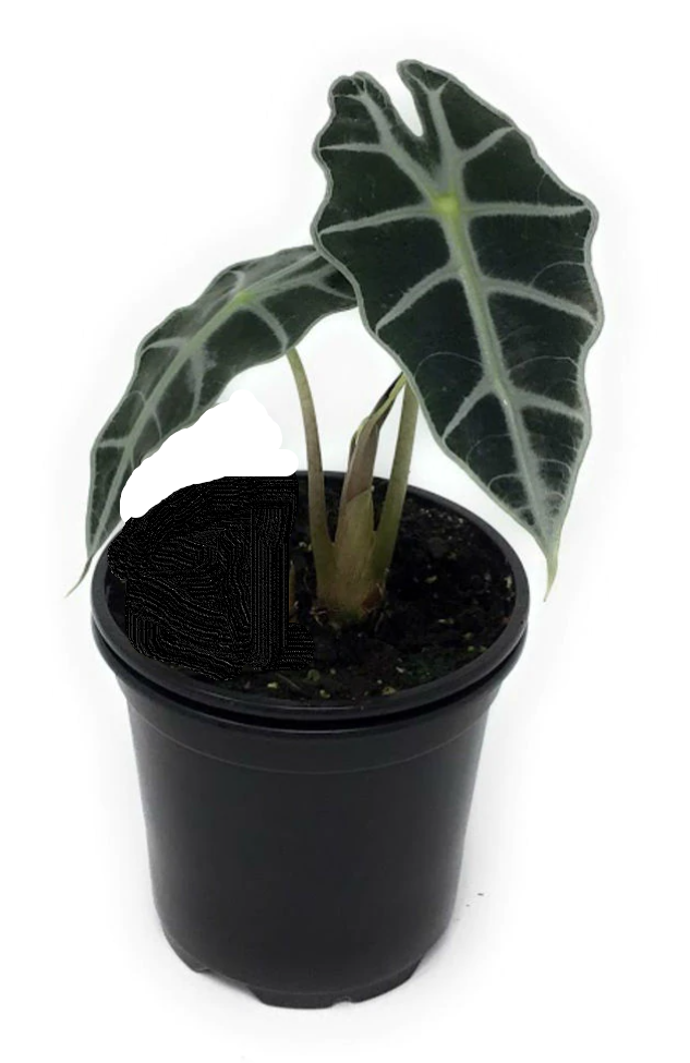 Alocasia "Poly" African Mask