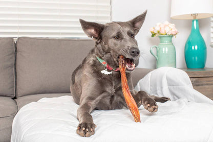 Bully Stick Super Monster USA 12"