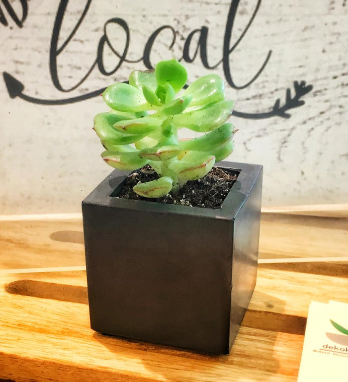 Carré 2 Concrete planter