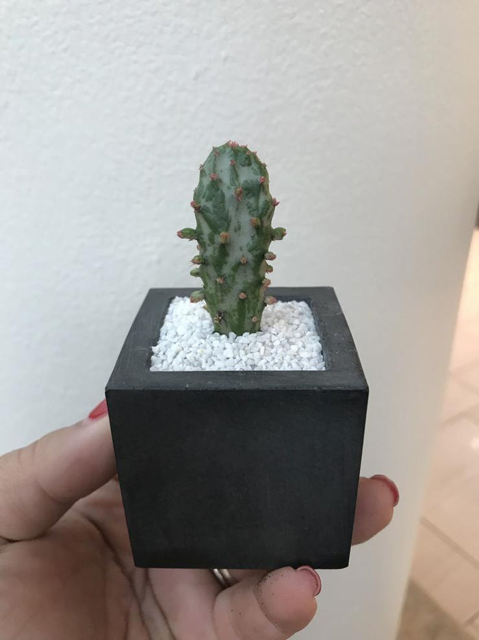 Carré 2 Concrete planter