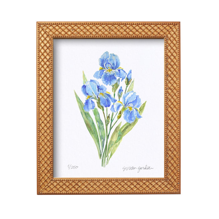 Dwarf Bearded Iris Archival Art Print — front view of the Trellis-framed Iris print; Susan Gordon