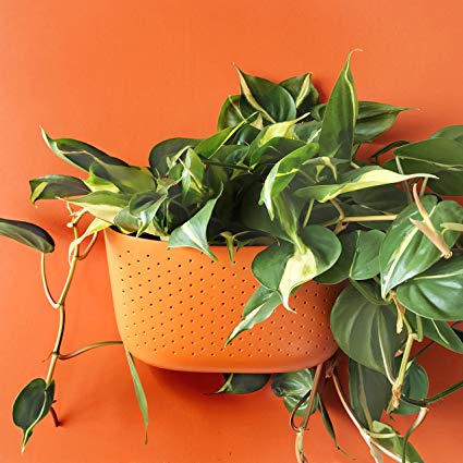 Eco Flame Wall Planter