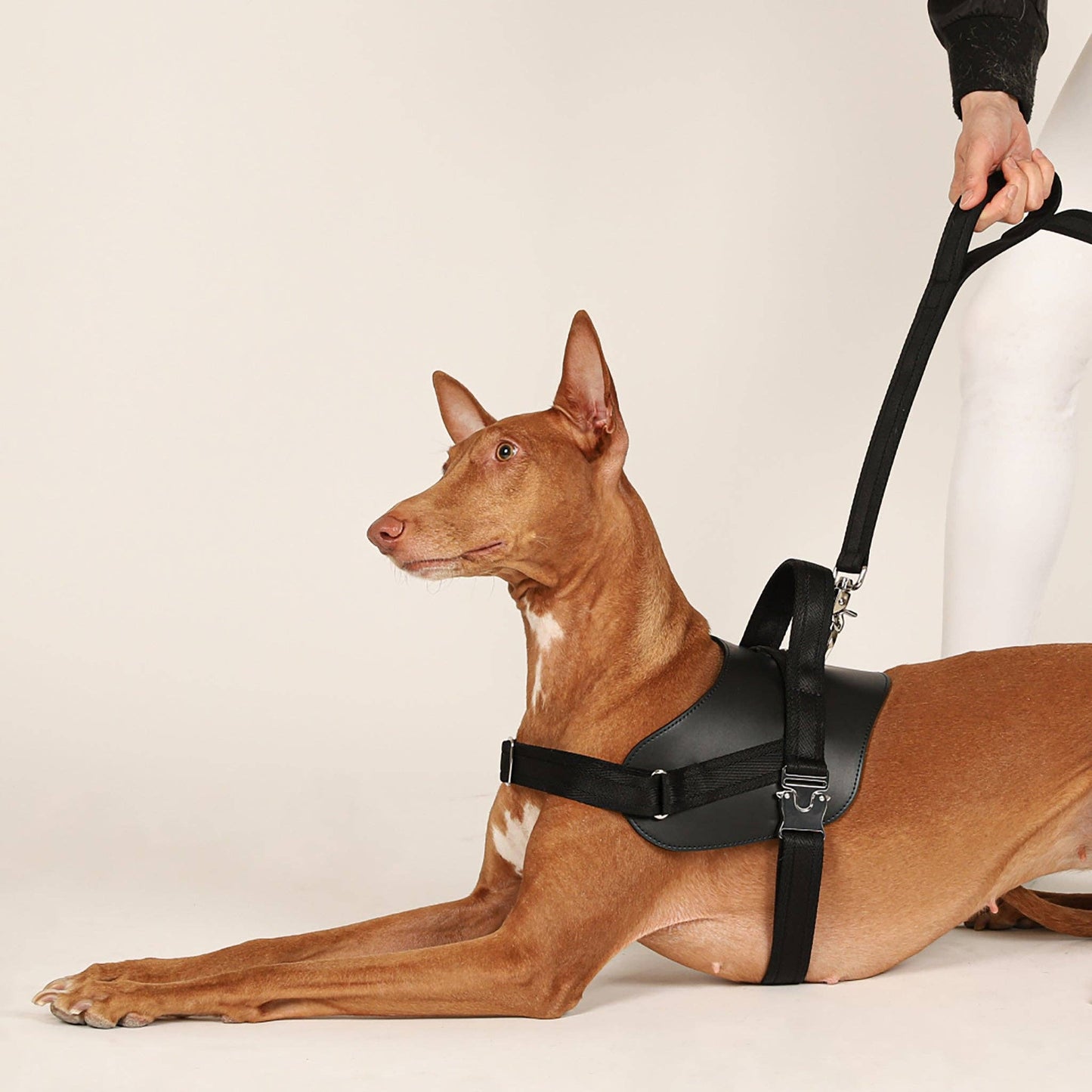 Hozi - Saddle Hands-free Leash : Pink