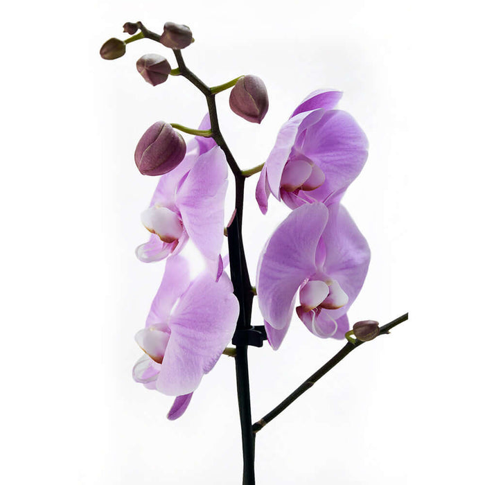 Floral Treasures Flowers Chocolate Gift, Purple orchid in a white planter, with Extra Dark Chocolate Bar. Orchid Gifts from Monthly Sommelier USA - Same Day USA Delivery.