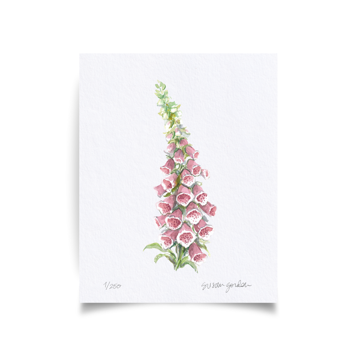 Foxglove Archival Art Print — unframed Foxglove print showing the full artwork; Susan Gordon