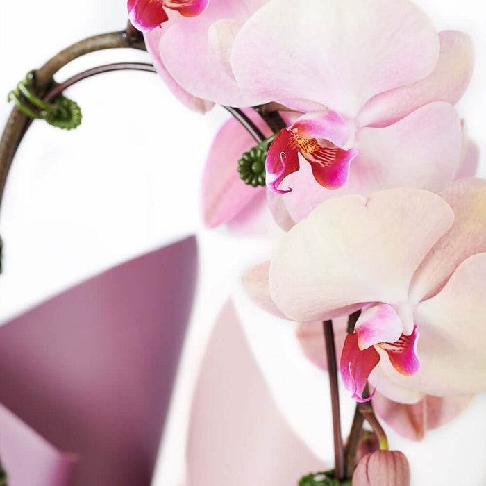 Orchid and Planter, Phalaenopsis orchids presented in a beautiful pot, with floral wrap and designer ribbon. Floral Gifts from Monthly Sommelier USA - Same Day USA Delivery.